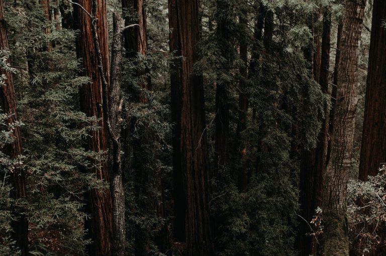 Meet Jalisco's Pioneer Venture Capitalist - Redwood Ventures' Ian Paul Otero