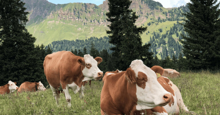 Carnes Validadas From Argentina Prepares To Launch “linkedin For Cattle" Via Blockchain