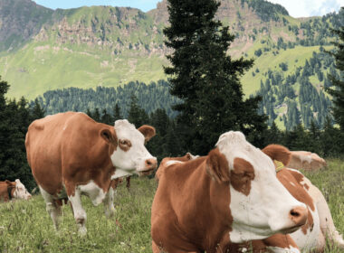 Carnes Validadas De Argentina Se Prepara Para Lanzar "linkedin Para Ganado" A Través De Blockchain