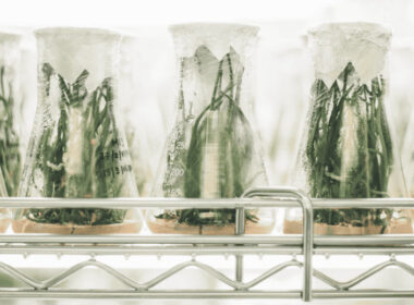 Ganesha Lab De Chile Anuncia Aceleradora Para Startups Latinoamericanas De Biotecnología