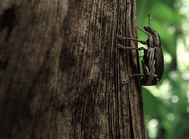 Costa Rica Insect Company Te Anima A Comer Más Grillos