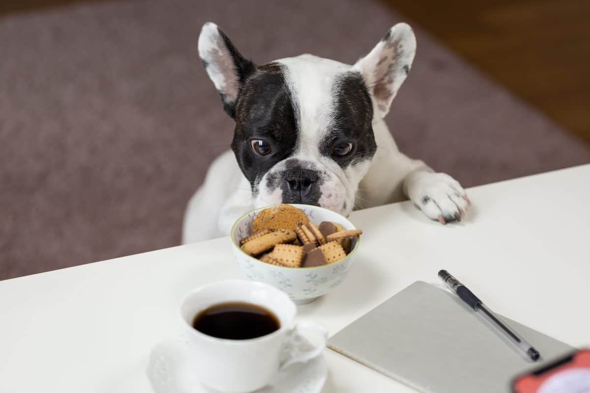 Zee.dog From Brazil Launches Last-mile Delivery For Pets, Zee.now