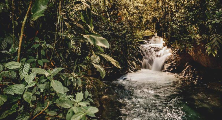 Rappi Y Nequi Colaboran Con Agencias Medioambientales Para Ayudar Al Amazonas