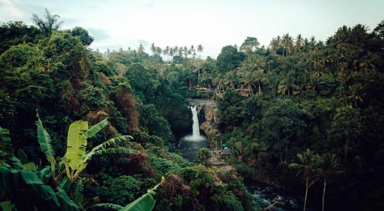 Selina Hosts Global Events To Promote Amazon Rainforest Restoration