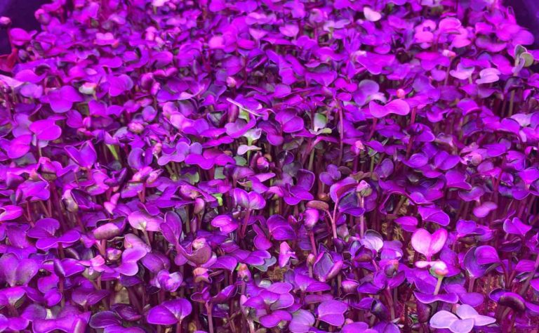 5 Puerto Rican Agrotechs Nipping Problems In The Bud