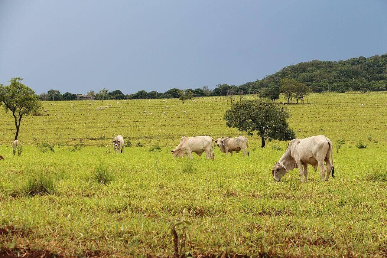 Basf Venture Capital Invests Us$4 Million For Agrotech Startups In Brazil, Latin America