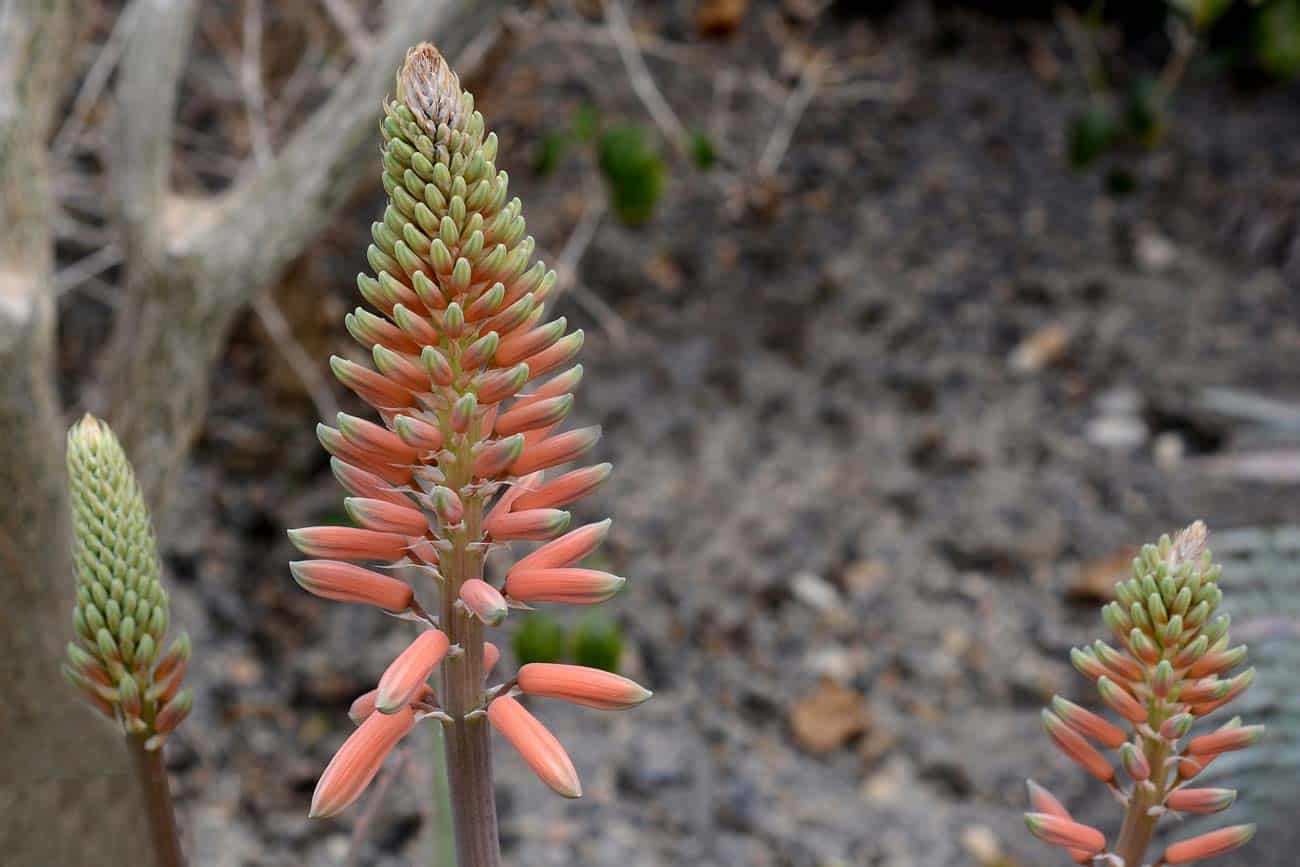 Esta Healthtech Chilena Utiliza Aloe Vera Y Cobre Para Disminuir Las Amputaciones Relacionadas Con La Diabetes