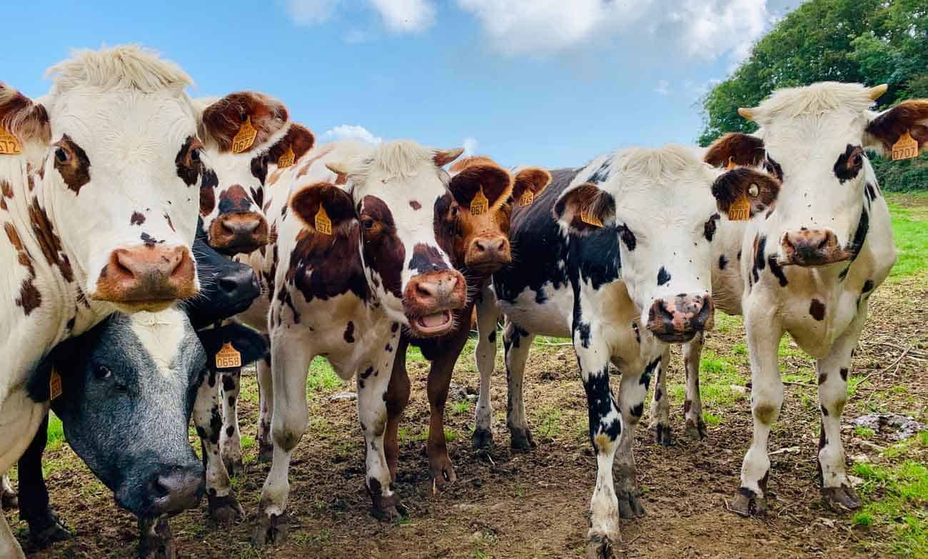 Blockchain De Bitcow Ofrece Activos De "vaca Digital" En La Industria De Carne Argentina
