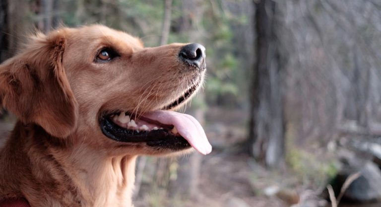 Colombian Startup, Laika, Will Expand Pet Platform To Mexico