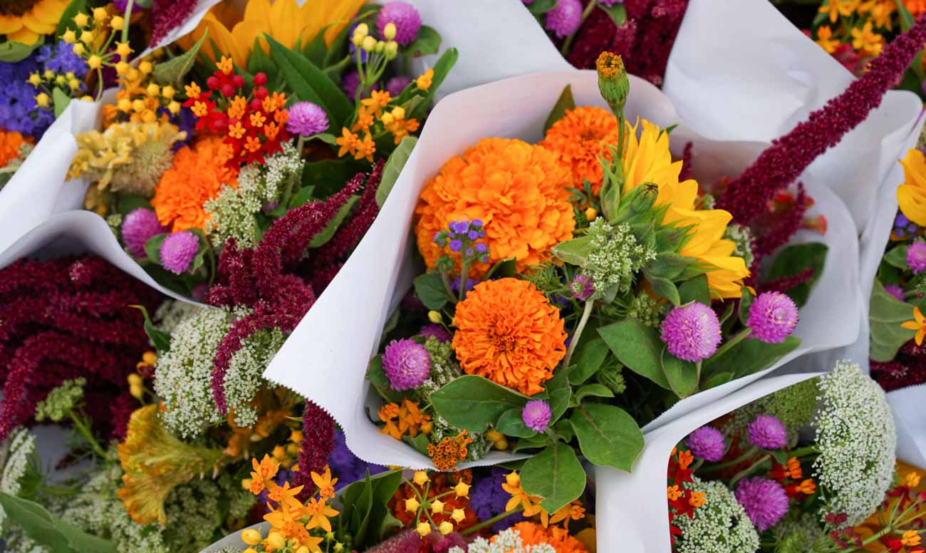 Esallabs De Brasil Trae Innovación A La... ¿floricultura?