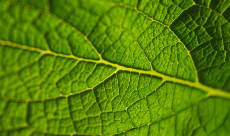 Pachama Snags Investment To Support Reforestation Efforts