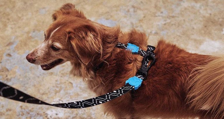 Zee.dog Raises Us$18.8 Million Through Treecorp Investimentos