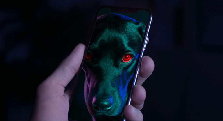 What A Pet Startup Bonanza Says About The State Of Latin America