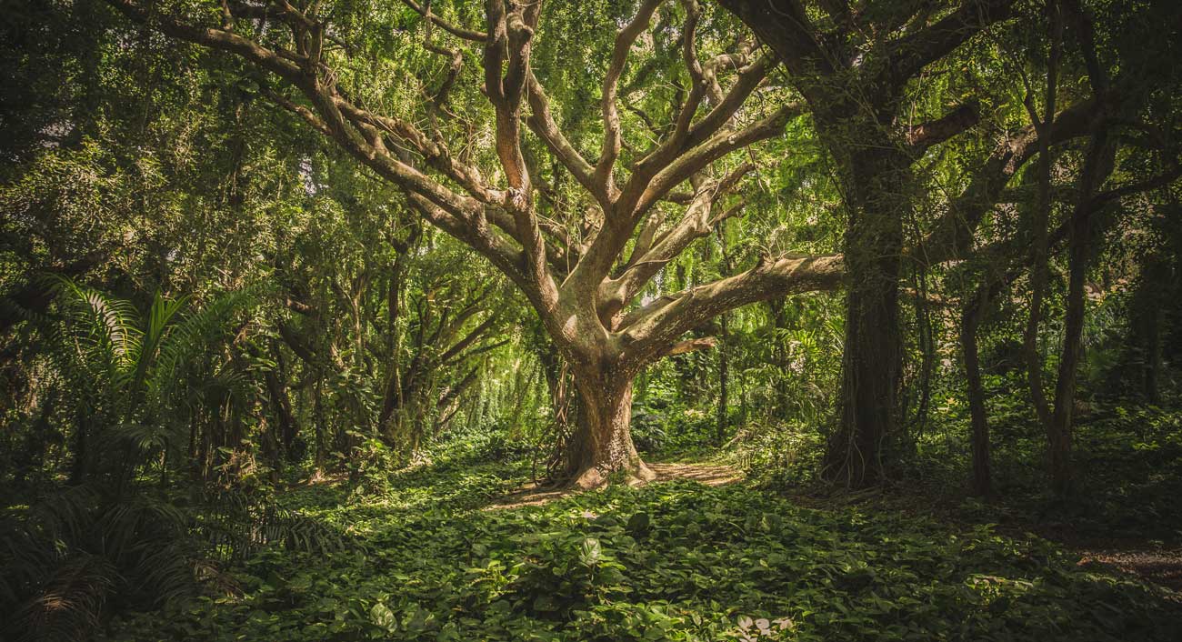 Pachama Closes Us$5m To Build Carbon Neutral Companies With Ai