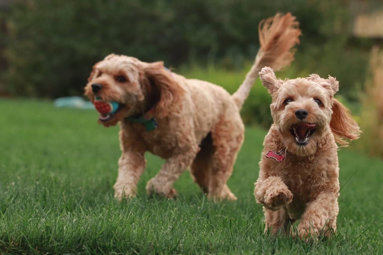 Laika Pet E-commerce Raises Us$48 Million