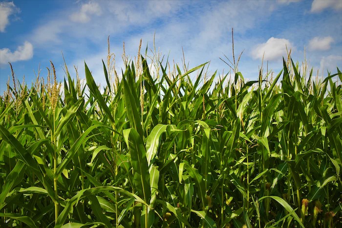 Agree Partners With Banco Santander To Provide Farmers With Access To Capital In Mexico