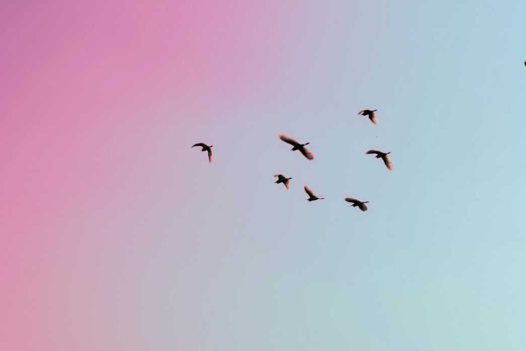 photo of birds flying up in the skiy